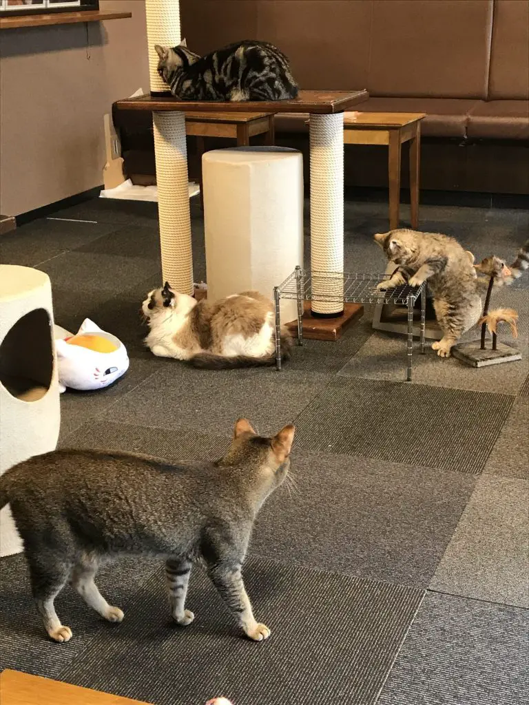 Best Cat cafe in Tokyo