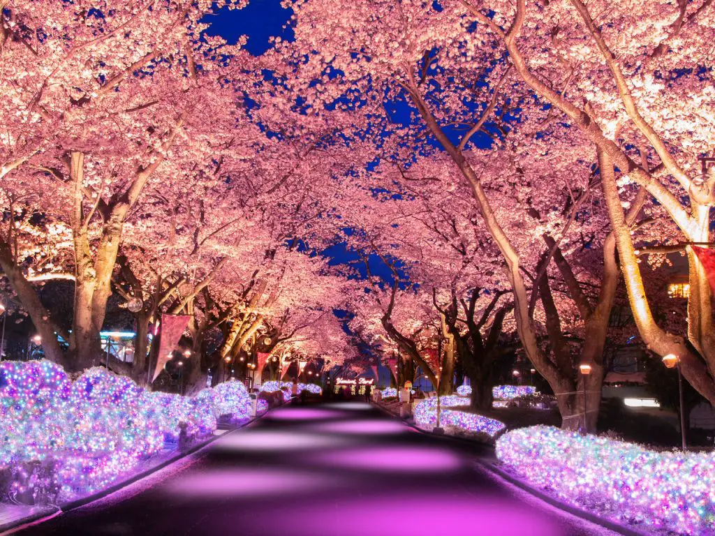 things to do in Tokyo at night