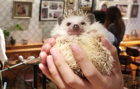 Play with cute hedgehogs at a cafe in Harajuku, Tokyo