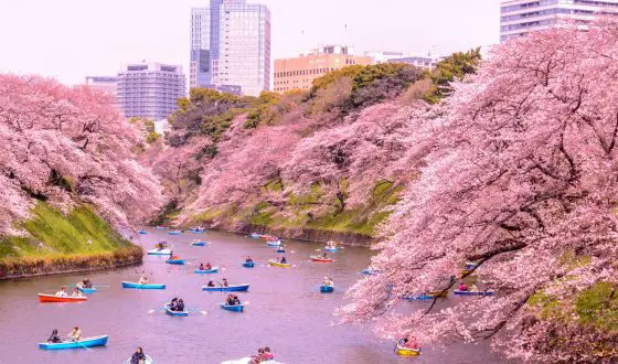 best place to see cherry blossom in japan