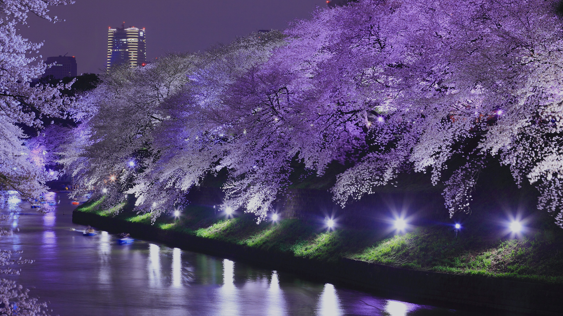 Сакура живые обои. Киото цветение Сакуры. Черри блоссом. Сакура Япония ночью. Черри блоссом Найт.