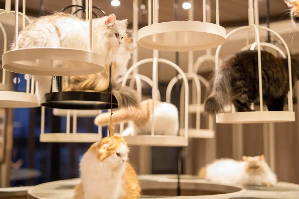 15 Cutest Cat  Cafe  Tokyo Put This List In Your Pocket 