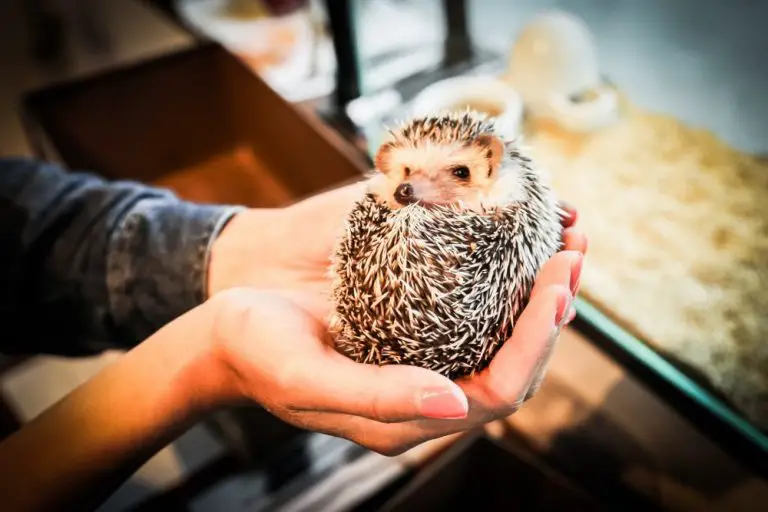 Play With Cute Hedgehogs At A Cafe In Harajuku Tokyo Question Japan