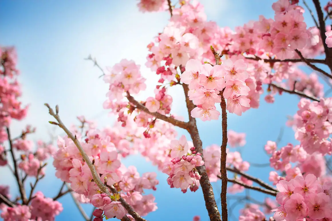 the-most-popular-japanese-flower-meanings-question-japan