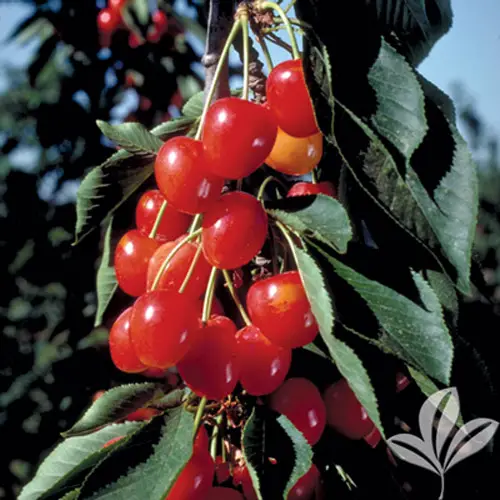 Types of cherry trees