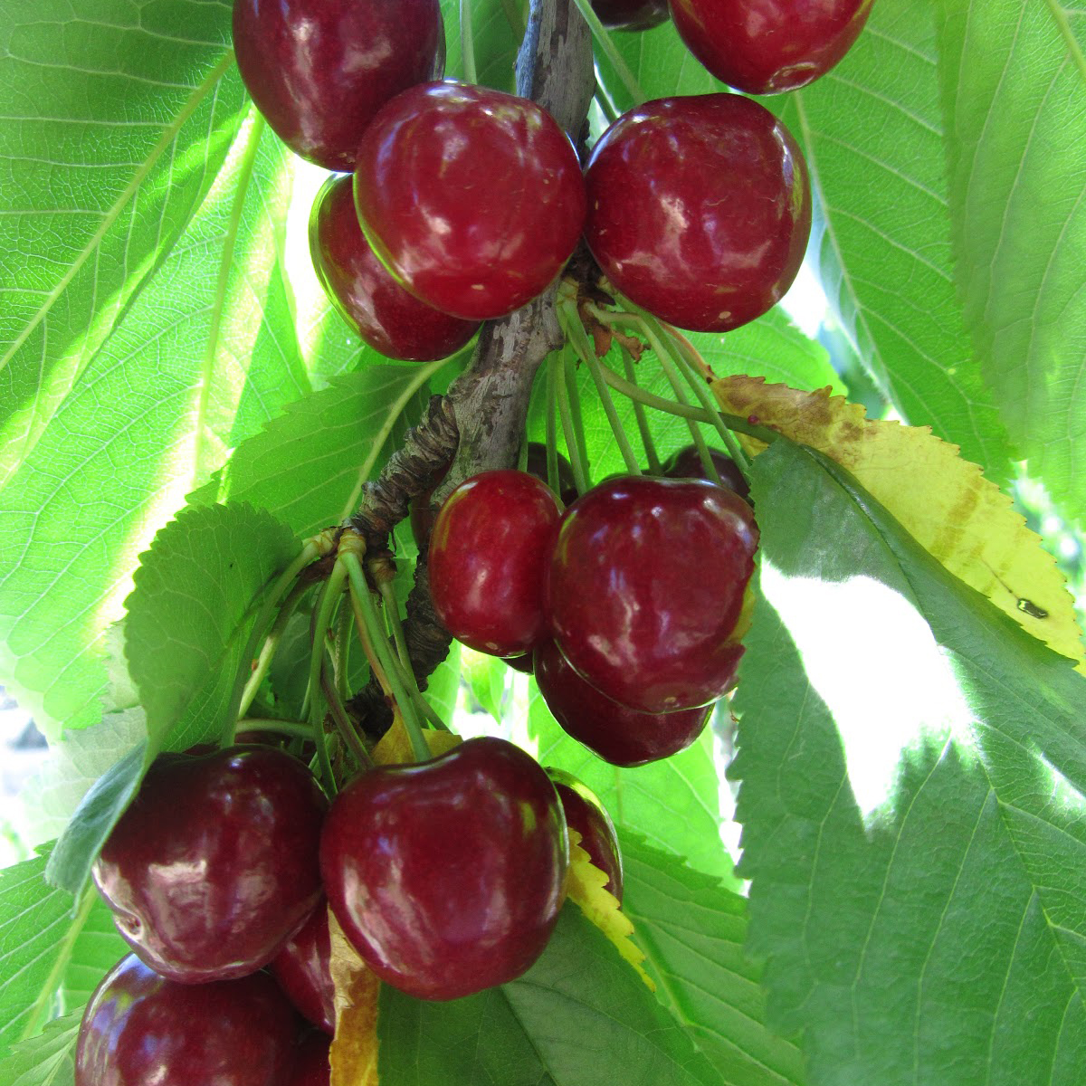 Types of Cherry trees