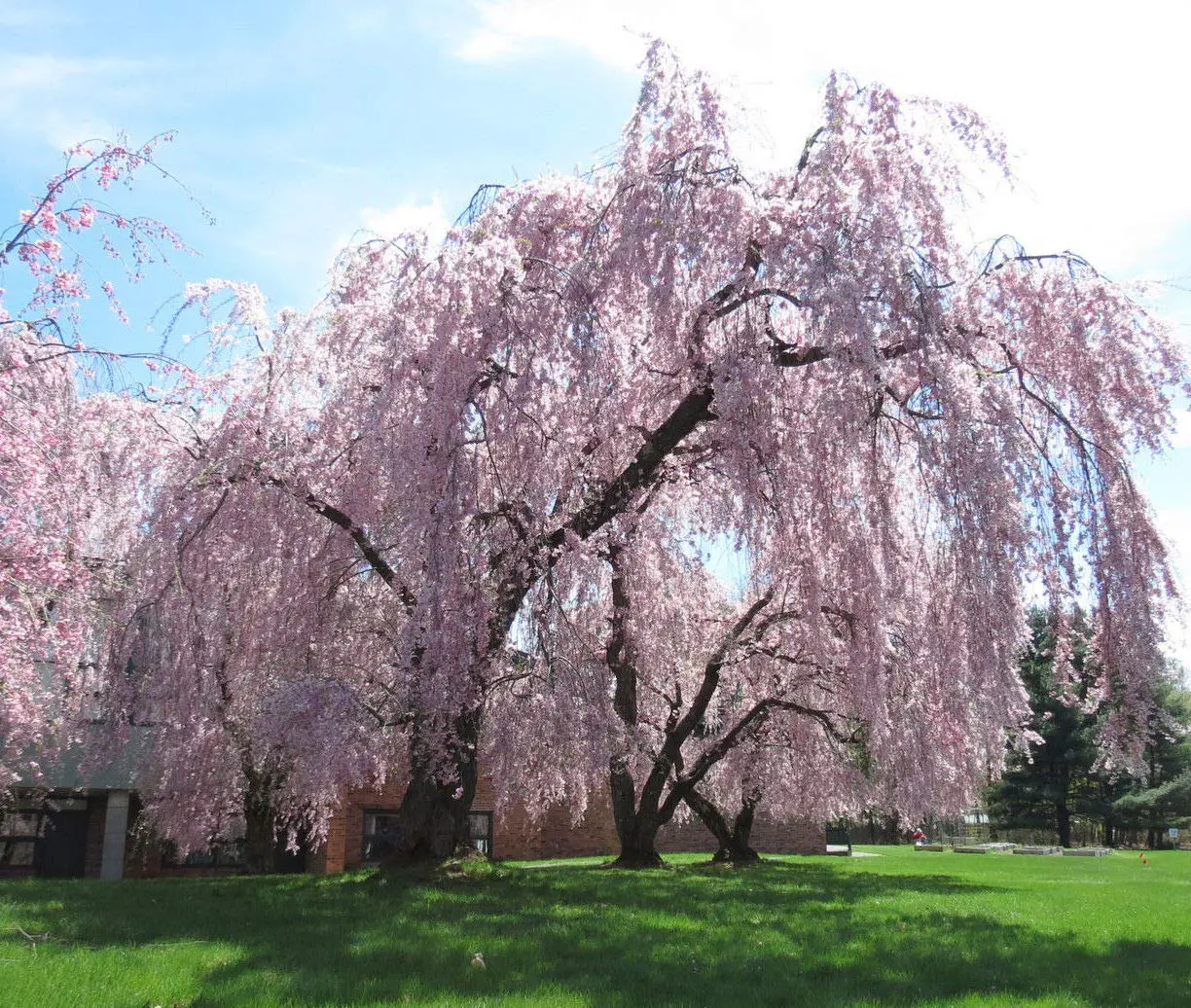 Types of cherry trees