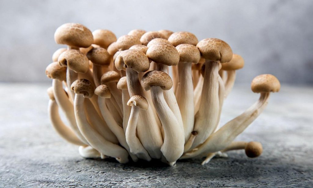 japanese mushrooms