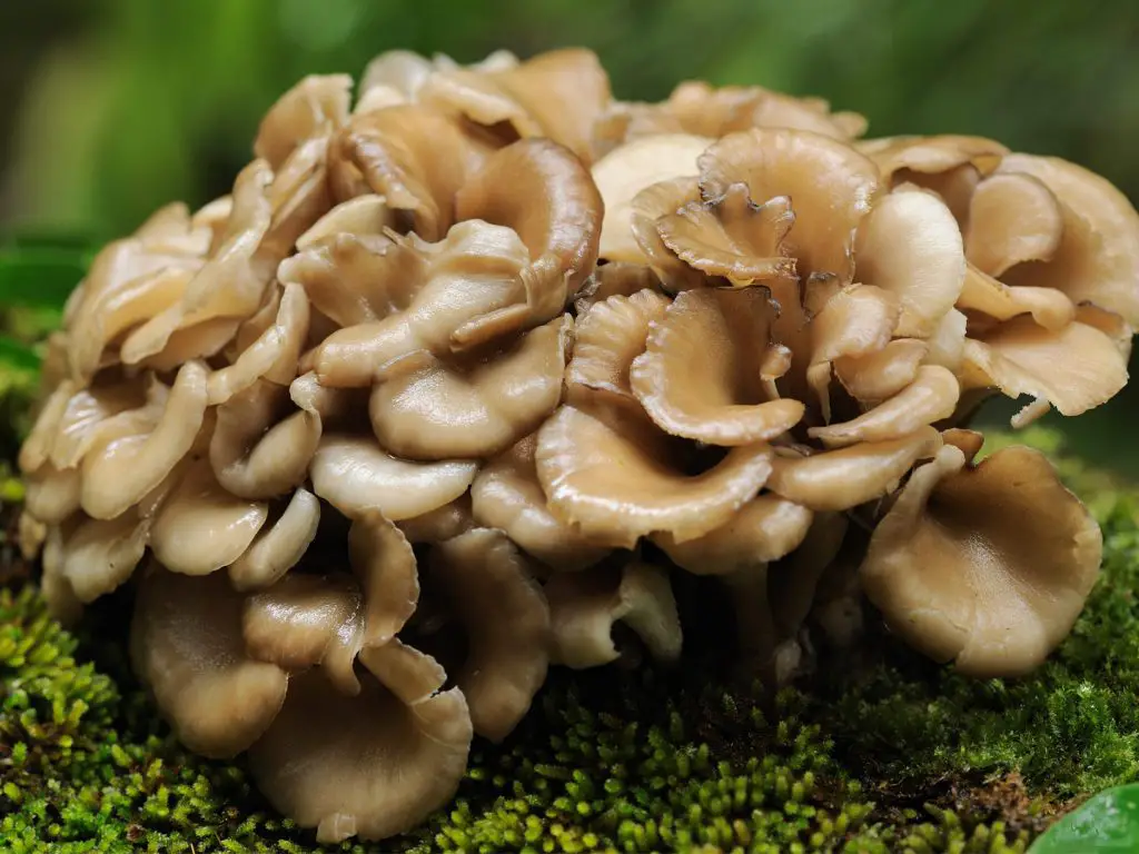 japanese mushroom